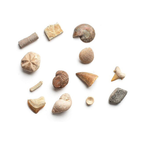 Dig Shells Kids Fossil Dig Brick – Midwest Diggers