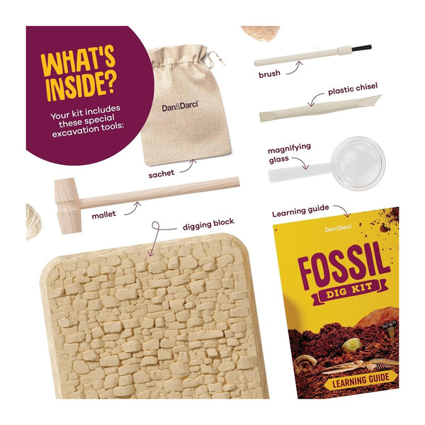 Large Fossil Dig Kit – Midwest Diggers