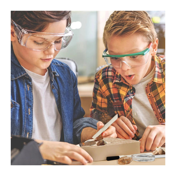Large Fossil Dig Kit – Midwest Diggers